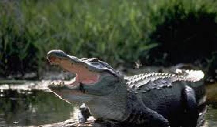 00BBE5-NEWS_93764 Nuota in un fiume: sbranato da un coccodrillo