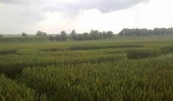 00C111-NEWS_96912 La Cina verso la conquista dell'Ucraina: Pechino compra il grano di Kiev