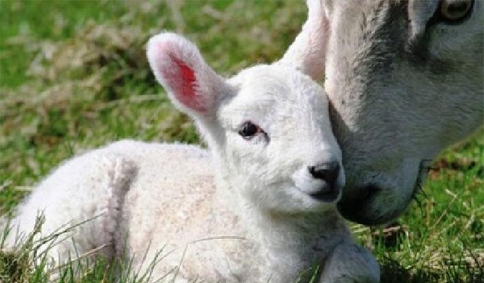 00DF3F-NEWS_114383 «A Pasqua risparmiate gli agnelli»