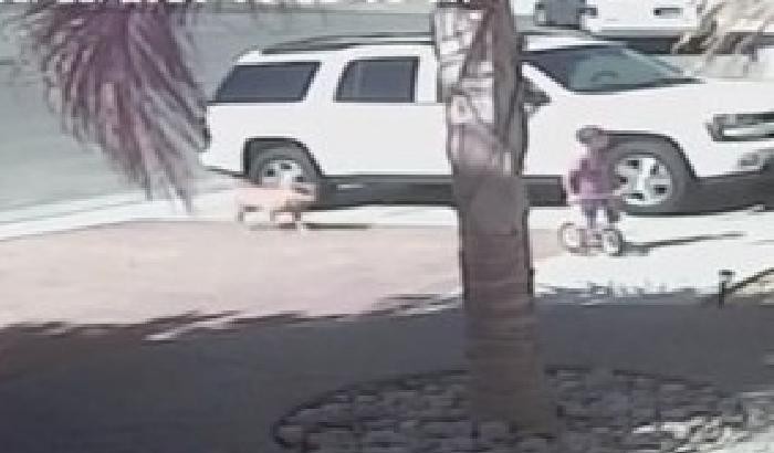 00E2DB-NEWS_116544 Il gatto eroe salva un bimbo da un cane feroce