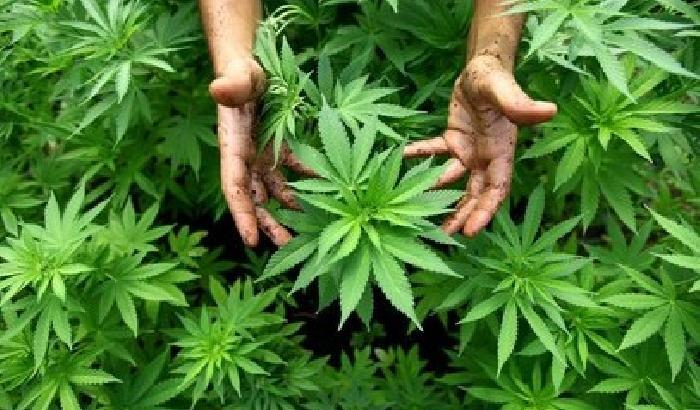 Cannabis per uso terapeutico: arriva una proposta di legge