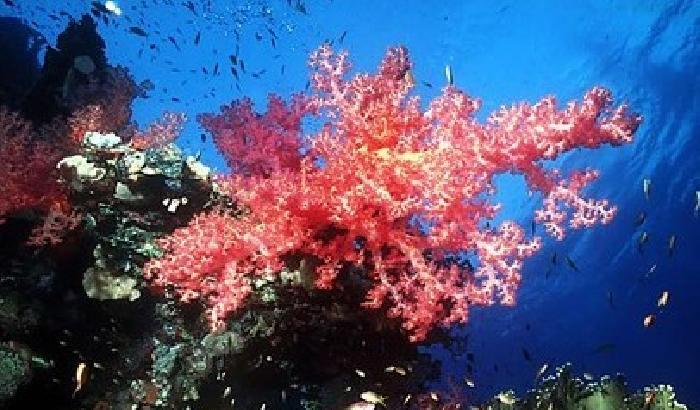 Se l'acqua è acida, i coralli sono a rischio
