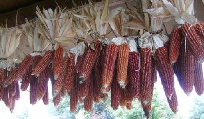 00F0E5-NEWS_125187 Chili di troppo? Usate il mais rosso