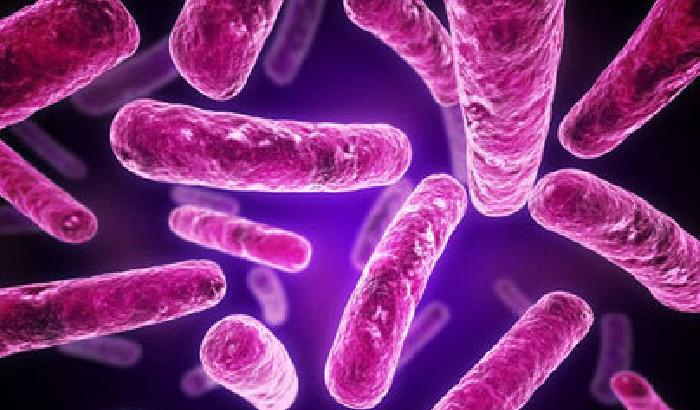 Scoperta: batteri unici per ogni famiglia