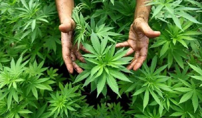 Arriva la marijuana di Stato a scopo terapeutico