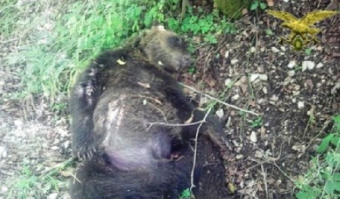 Orso ucciso nell'Aquilano, l'indagato ammette