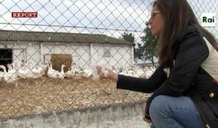 00FCFA-la-puntata-di-report La puntata di Report