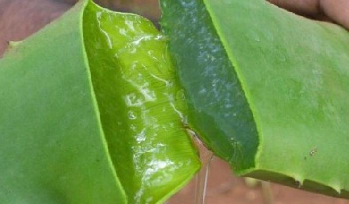 Una pianta per curare il cancro: ecco quale