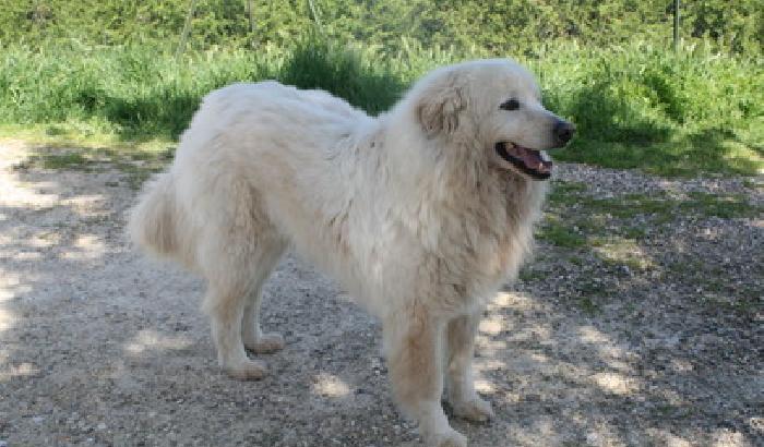 0113EA-NEWS_143081 San Benedetto, avvelenato il cane più bello del mondo