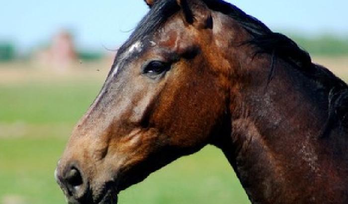 Cavalla violentata dallo stalliere: denunciato