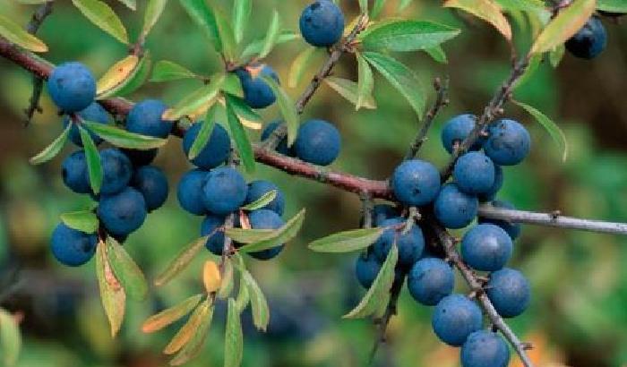 Il prunus del Molise: un potente alleato contro i tumori