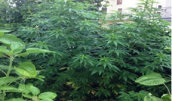 Sequestrata pianta di marijuana alta 3 metri