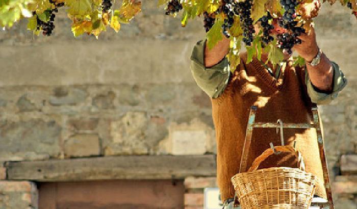 Vendemmia 2015: sarà un'ottima annata