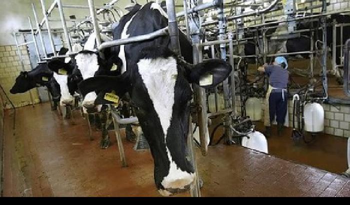 Riprende la guerra del latte?