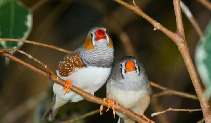 Animali: le coppie che si scelgono hanno  più figli