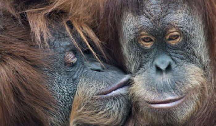 015744-coppia-di-scimmie Coppia di scimmie