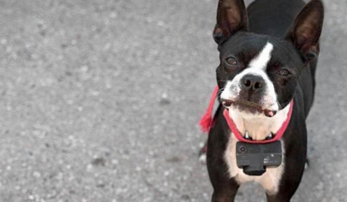 031955-il-collare-elettrico-per-cani Il collare elettrico per cani