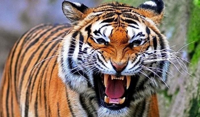 Tigre, immagine d'archivio