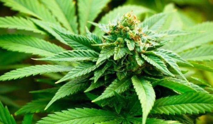 Cannabis, Giovanardi contro Cantone: rischia di favorire i criminali