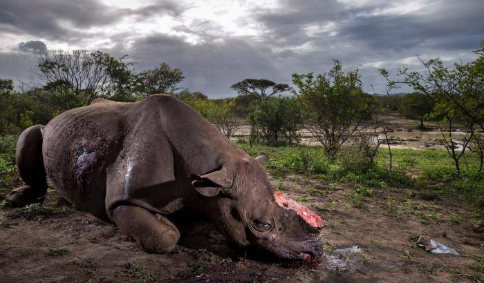 Il rinoceronte e i crimini dei bracconieri: è la foto dell'anno
