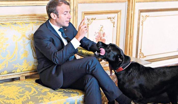 Il cane di Macron interrompe una riunione del presidente e fa pipì nel caminetto