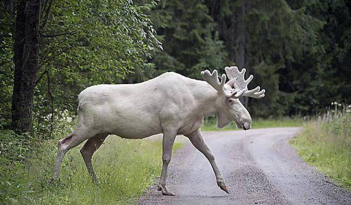 Petizioni evitano la condanna a morte per l'alce bianco Ferdinand