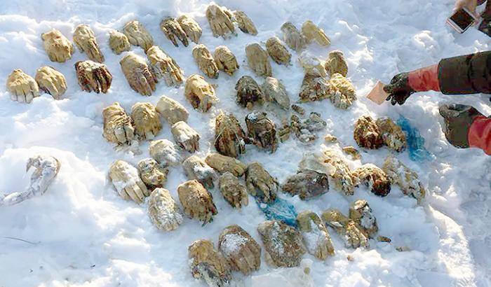 Orrore in Siberia: ritrovate 54 mani mozzate in un sacco sotto la neve