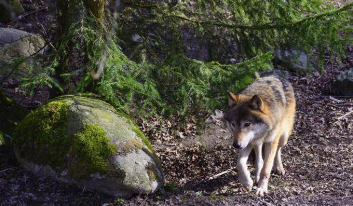 Un lupo a passeggio nel Parco dei monti Lucretili