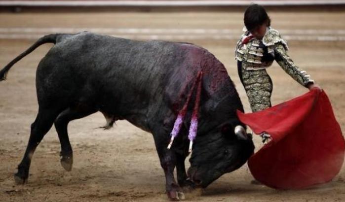 Per la Spagna uccidere i tori è tradizione, salvarli è incostituzionale: la sentenza shock della Corte