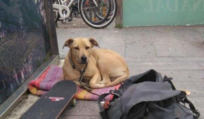 Il cane Sota