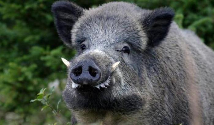 Cinghiale