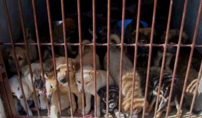 Cuccioli sequestrati