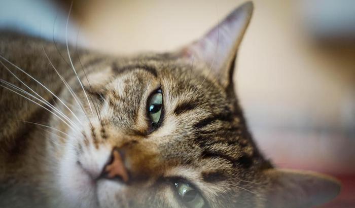 Gatto -immagine d'archivio