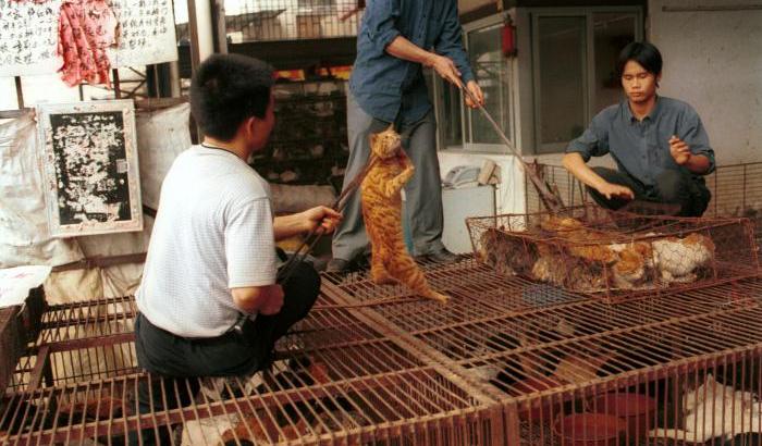 Mercato di animali vivi