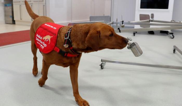 Medical Detection Dogs (Mdd)