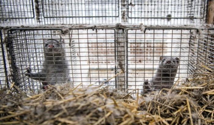 00056CF1-allevamento-di-visoni Allevamento di visoni