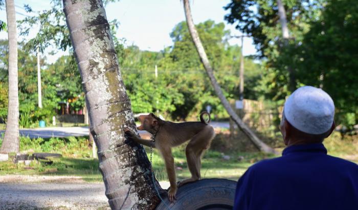 Macachi sfruttati e maltrattati per la raccolta delle noci di cocco