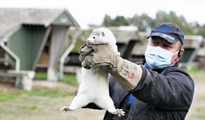 Allevamento di visoni