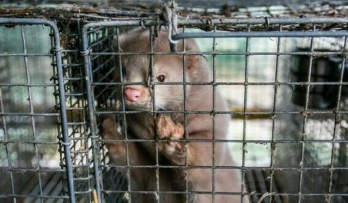 Paura in Svezia: infettati dipendenti che lavorano in un allevamento di visoni