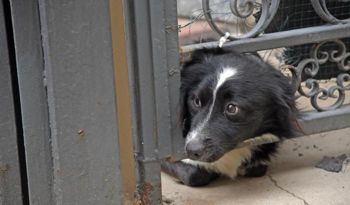 00059A7C-cane-aspetta-padrone-a-pavia Cane aspetta padrone a Pavia