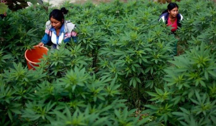 Per contrastare i narcos il Messico sta per legalizzare la cannabis. E in Italia che aspettiamo?