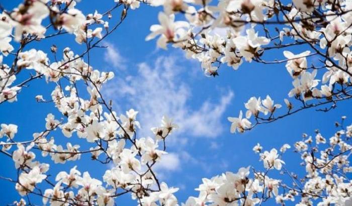 0005A5DC-primavera Primavera