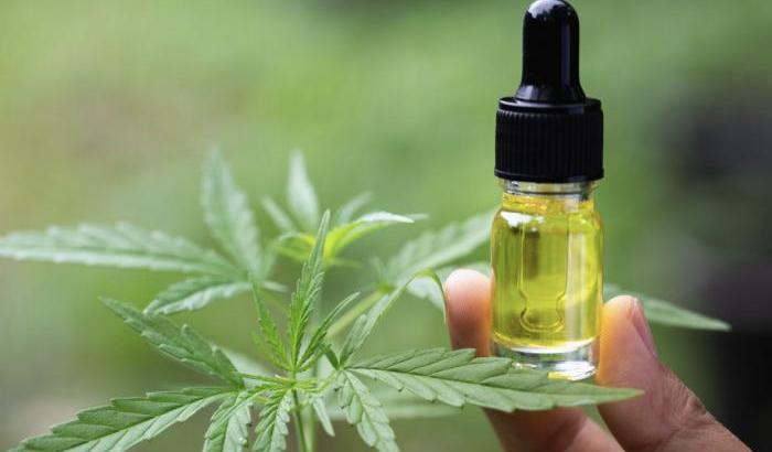 La canapa light è un prodotto perfettamente legale in Svizzera