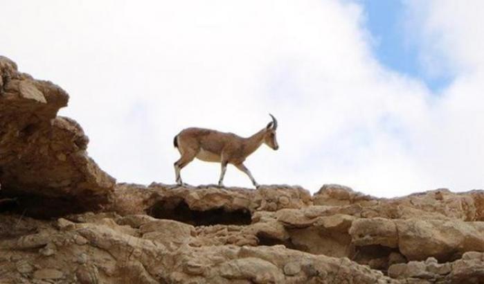 Gazzella di montagna