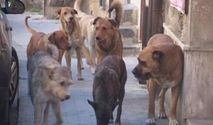 0005C48E-cani-randagi Cani randagi
