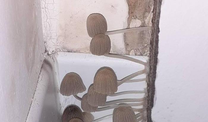 Funghi spuntati in alcune case destinate ai terremotati ad Arquata del Tronto