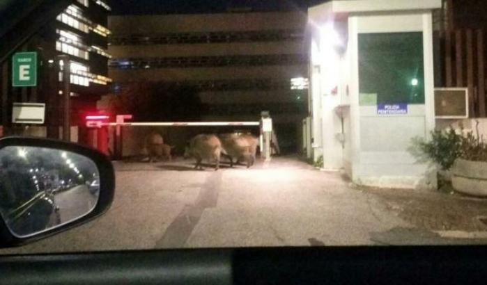 Che imbarazzo! I cinghiali invadono anche la città giudiziaria della Capitale