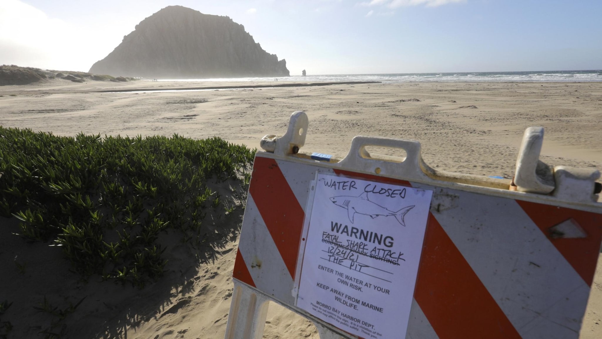 Terrore in California: un surfista muore dopo l'incontro con  uno squalo