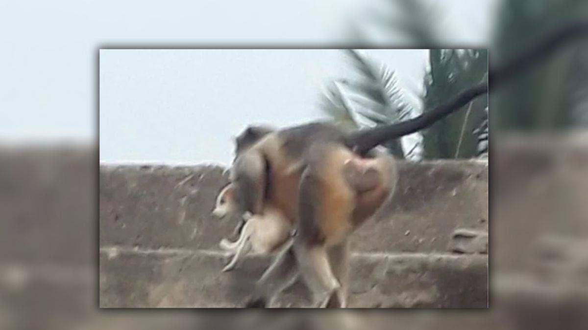 Le scimmie si vendicano per la morte di un loro cucciolo: 'invadono' un villaggio e uccidono 250 cani