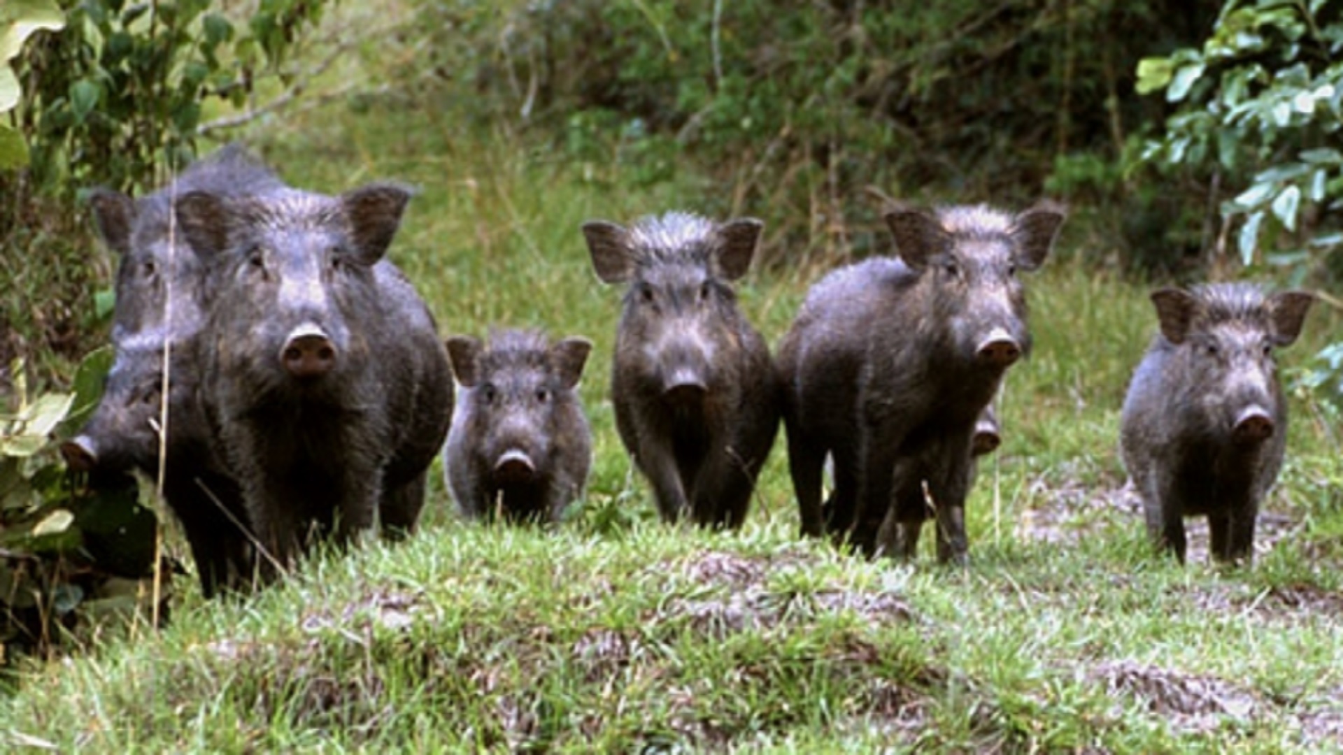 Peste suina, Confagricoltura: "Contenere l'espansione dei cinghiali"